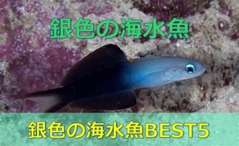 銀色的魚|【地味激美】銀色の魚ランキングBEST5！ – 水槽メ。